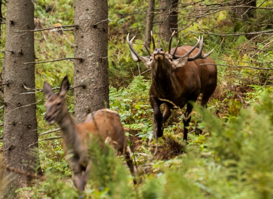 Neodbytný mládenec