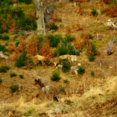 kus rozmazana ale predsa