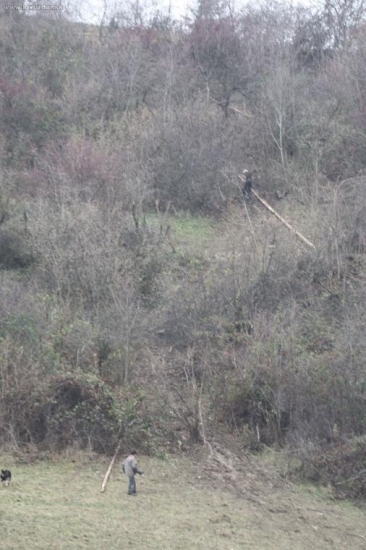 drancovanie slovenskych lesov