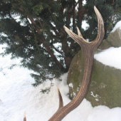 skoda ze druhy som nenasiel