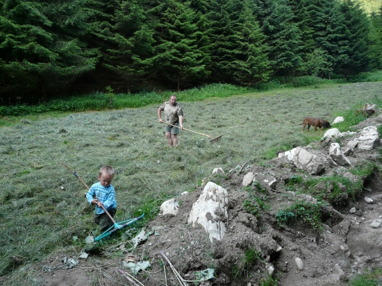 príprava sena na zimu