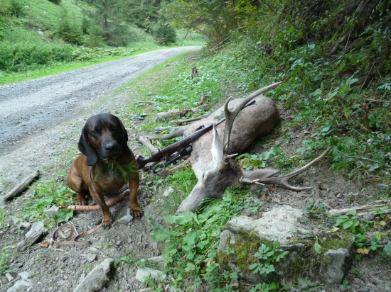 úspešná dohladávka raritného jelienka