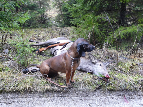 Úspešná dohladávka nepriestrelnej jelenice