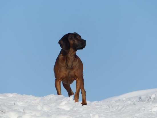 Argo pri sledovaní srnčej  zvery.