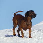 Argo pozuje