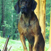 Argo