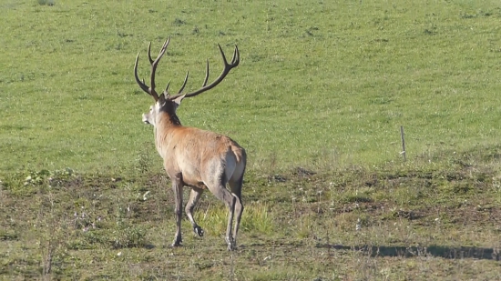 Kráľ z fotky ID 280143