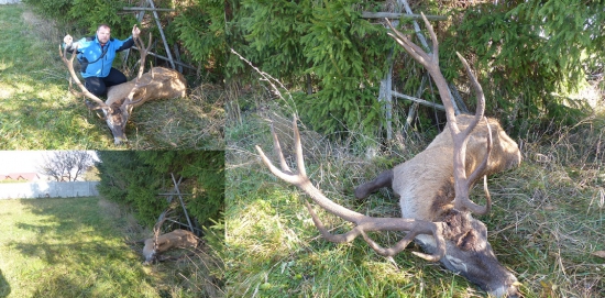 Smutný koniec kráľa z ID280143