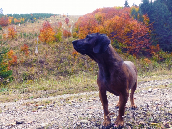 Jesenná prechádzka .