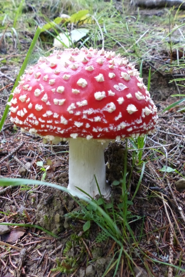 Decembrová muchotrávka