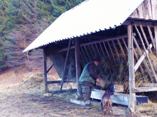 Vianočné prikrmovanie .
