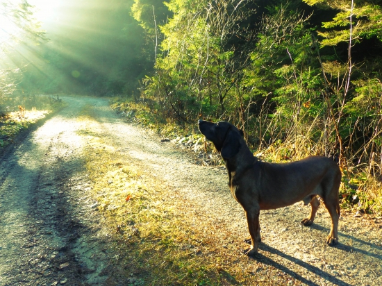 Argo v slnečných lúčoch .