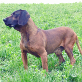 Argo
