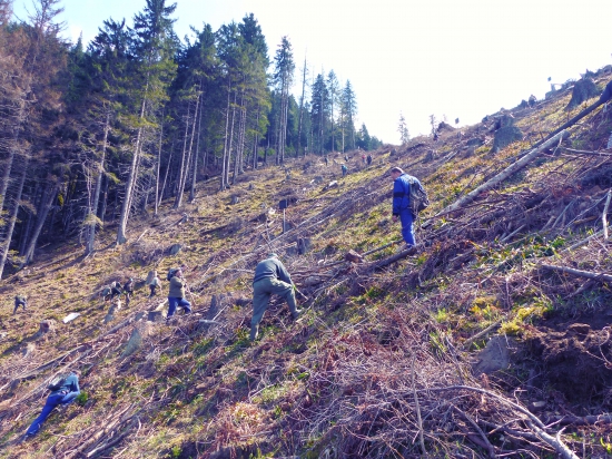 Pomoc pri zalesnovaní