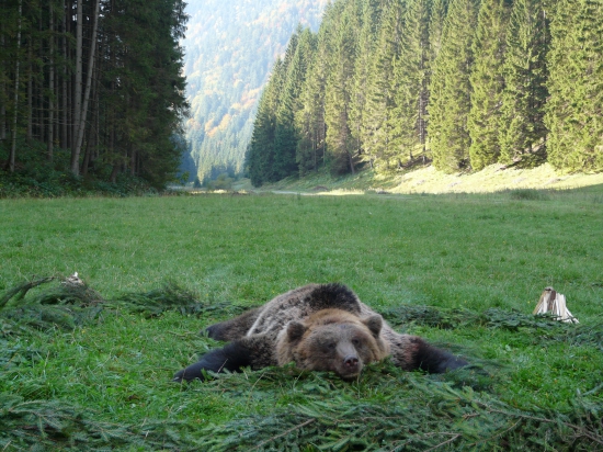 Príprava  slávnostného výradu