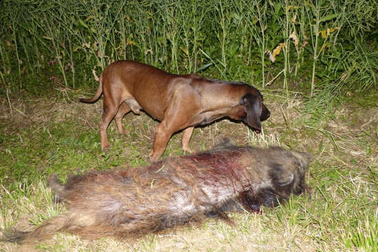 Úspešná dohladávka