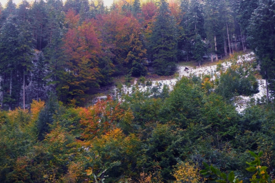 Pestrofarebná jesen
