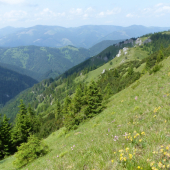 Jelenie královstvo