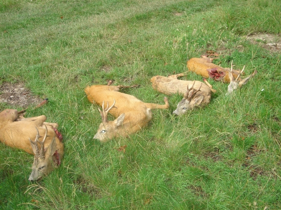 privábené jedno ráno