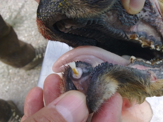 chrup k srncovi z predchádzajúcej fotky