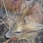 Ďalší starý pán z ruje  2016