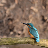 Alcedo atthis (sameček)