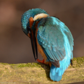 Pedikůra (Alcedo atthis) sameček