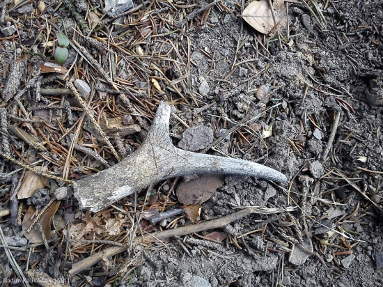 Dlouho na mě čekala tato vidlička.