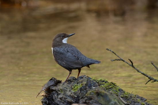 Skorec vodní / Vodnár potočný / Cinclus cinclus