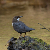 Skorec vodní / Vodnár potočný / Cinclus cinclus