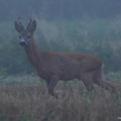 ze Srnčí říje 2011