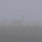 Tři přízraky z mlhy