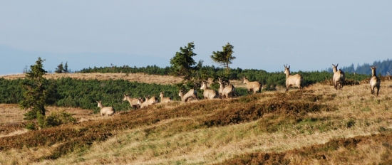 První setkání s kamzíky v Jeseníkách
