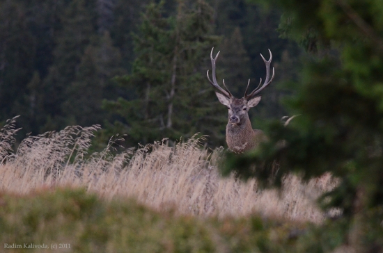 Pradědský korunáč :o)