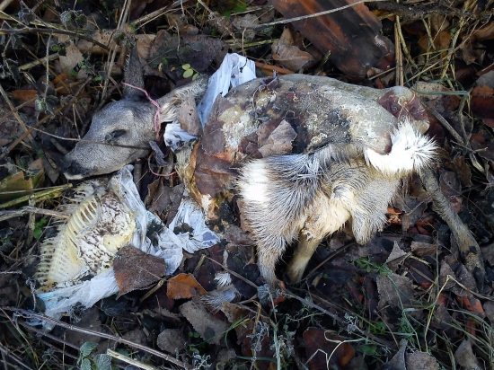 Neuvěřitelný případ pytláctví II.