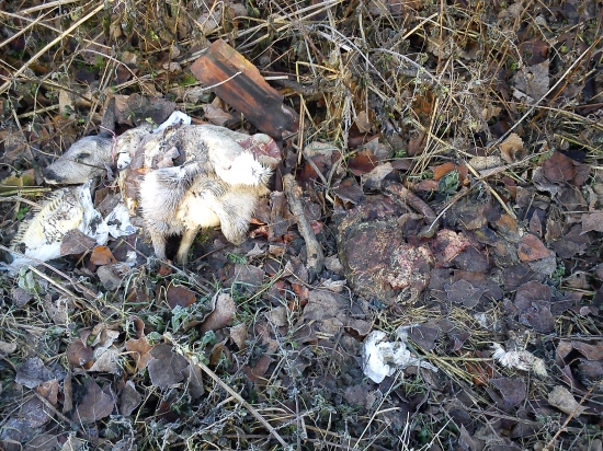 Neuvěřitelný případ pytláctví III. Pro Citu