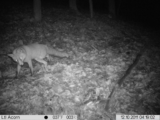 Pěkný nebo pěkná?