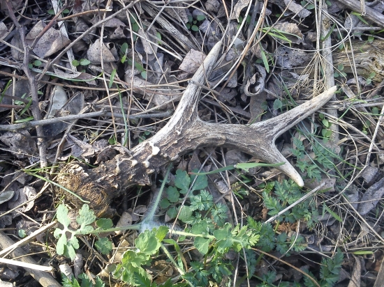 Šesterák dnešní Velikonoční :-) (72)