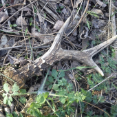 Šesterák dnešní Velikonoční :-) (72)