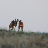 Souboj dvou ročků I/III