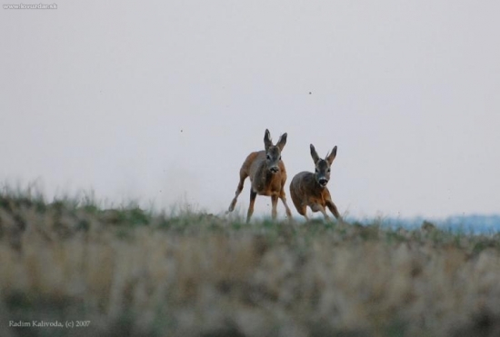 Souboj dvou ročků II/III