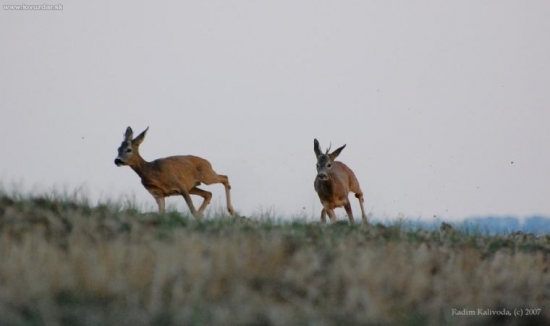 Souboj dvou ročků III/III