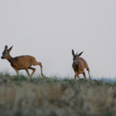 Souboj dvou ročků III/III