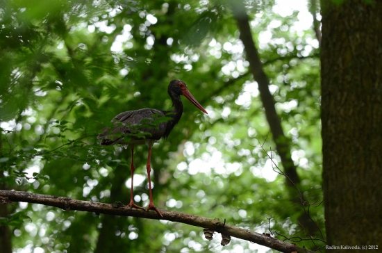 Ciconia nigra