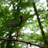 Ciconia nigra