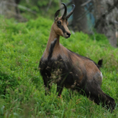 Capo z Jeseníků. :-)