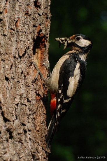 Mamka při krmení, Dendrocopos major