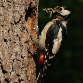 Mamka při krmení, Dendrocopos major