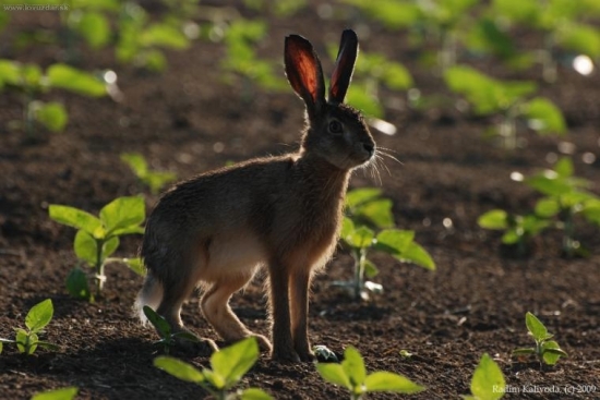 Zajko v protisvětle