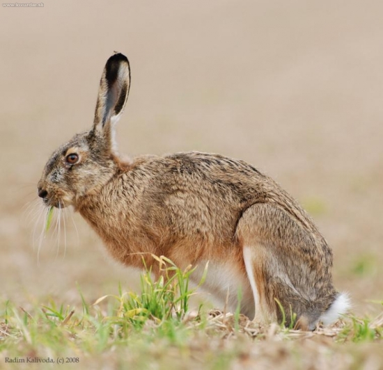 S černým pasažérem za slechem